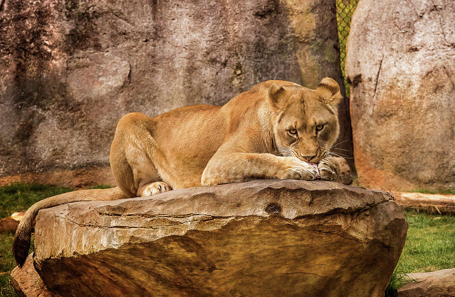 Female African Lion, Snack Time Photograph by Cynthia Wolfe