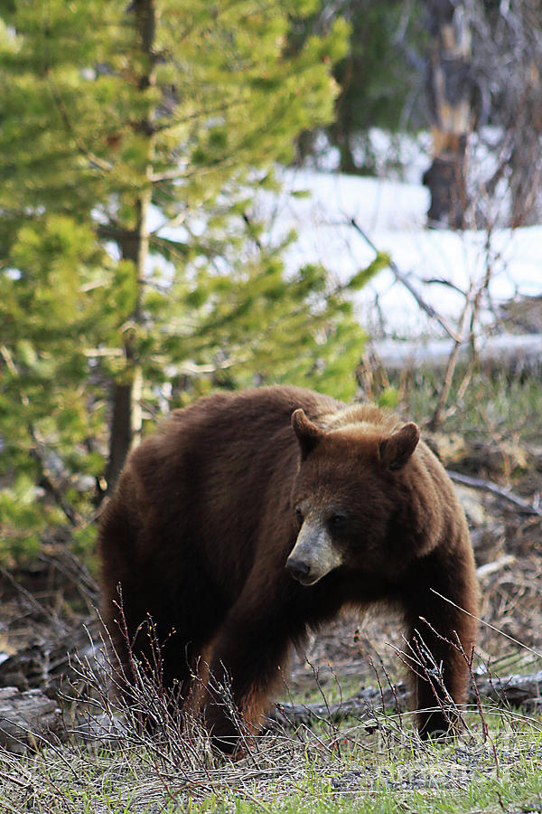 Female American Black Bear Photograph by Alyce Taylor