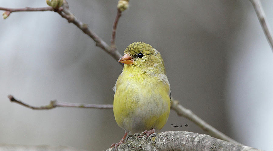 Female American Goldfinch Photograph by Diane Giurco