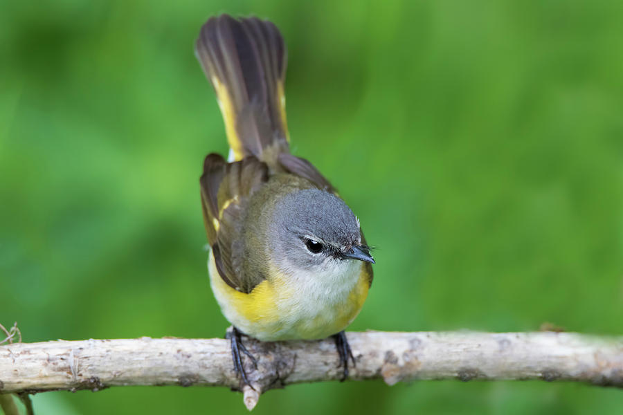 Warbler Photograph - Female American redstart  by Mircea Costina Photography