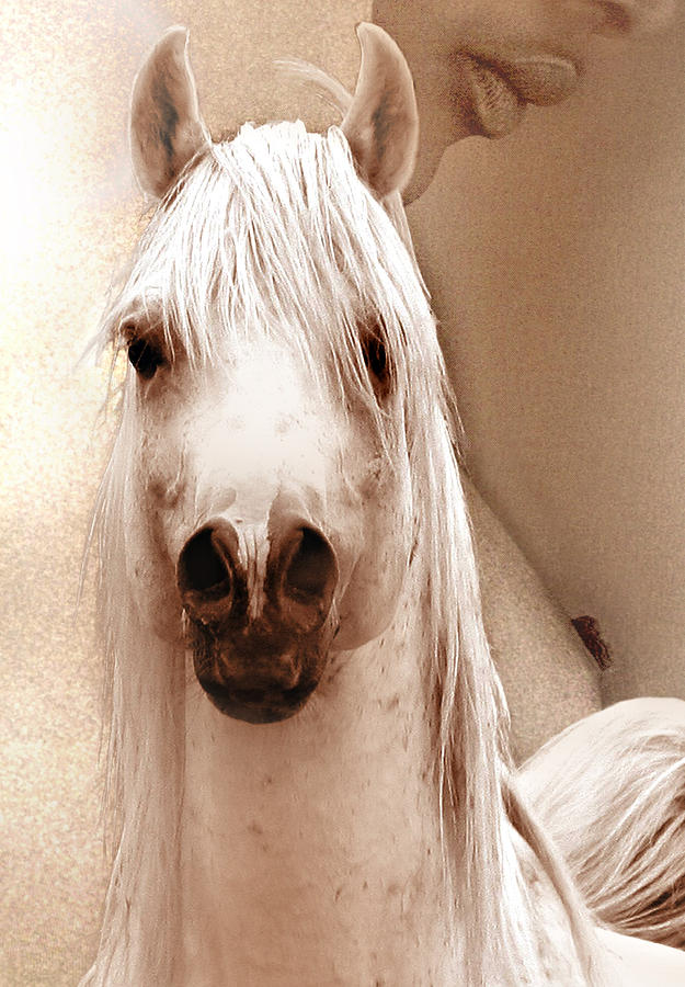 Horse Photograph - Female And Arabian Stallion by ELA-EquusArt  