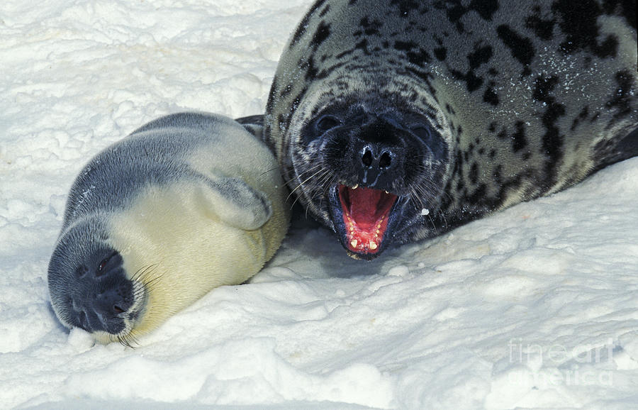 Female And Baby Hooded Seal Photograph by Gerard Lacz