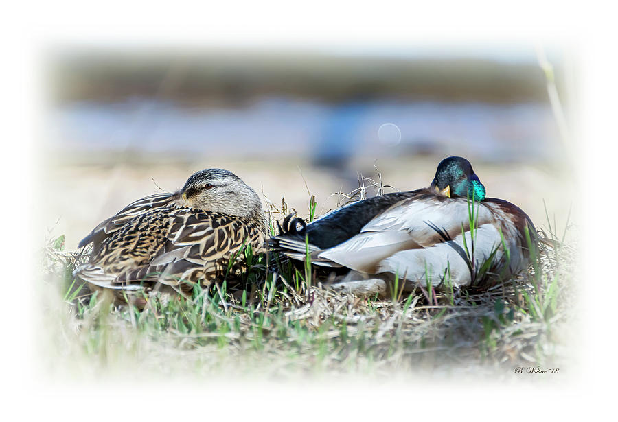 Female And Male Mallards Photograph by Brian Wallace