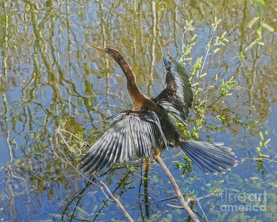 Female Anhinga Dries Her Feathers Photograph by Catherine Sherman
