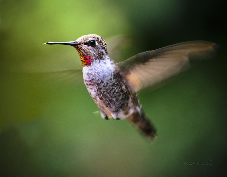 Female Annas Hummingbird Photograph by Brian Tada