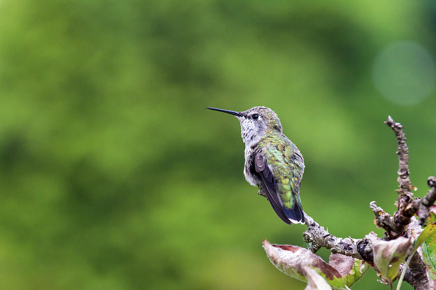 Female Annas Hummingbird Photograph by Michael Russell