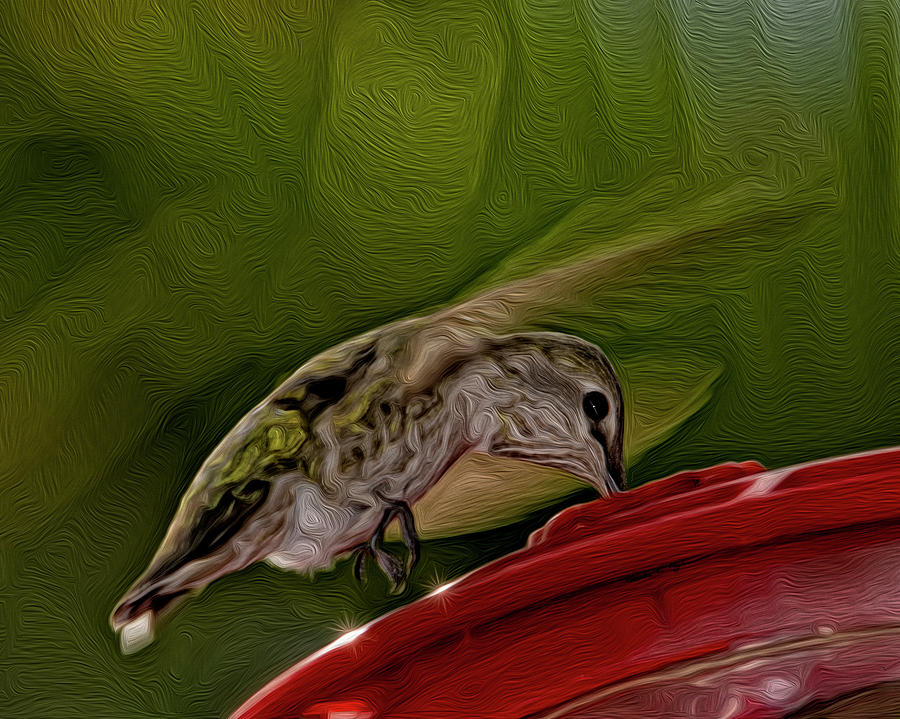 Female Annas Hummingbird op41 Photograph by Mark Myhaver