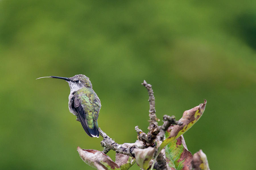 Female Annas Hummingbird Tongue Flick Photograph by Michael Russell