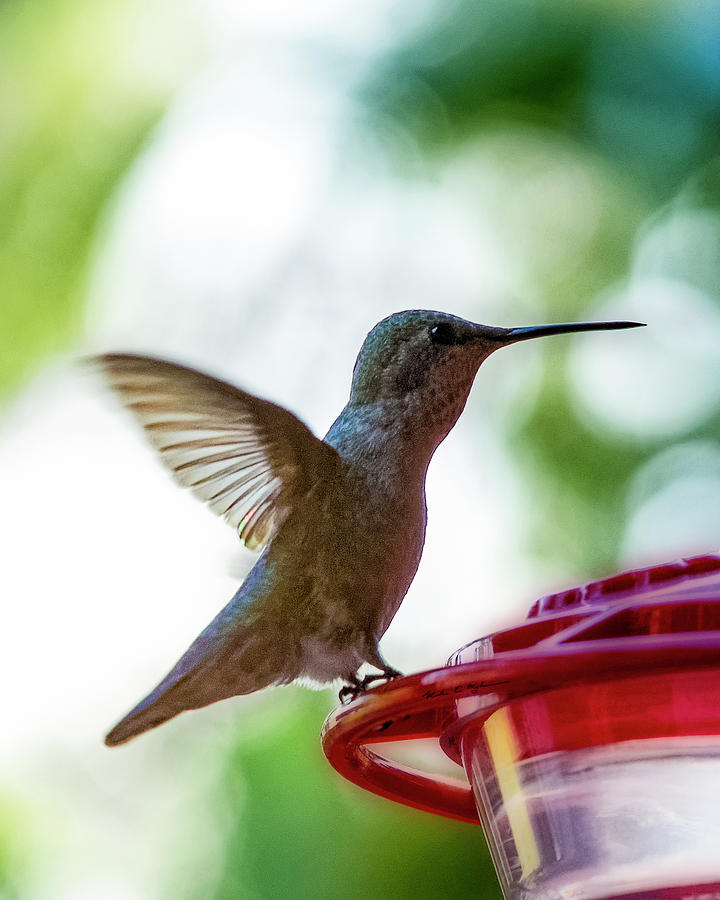 Female Annas Hummingbird v24 Photograph by Mark Myhaver