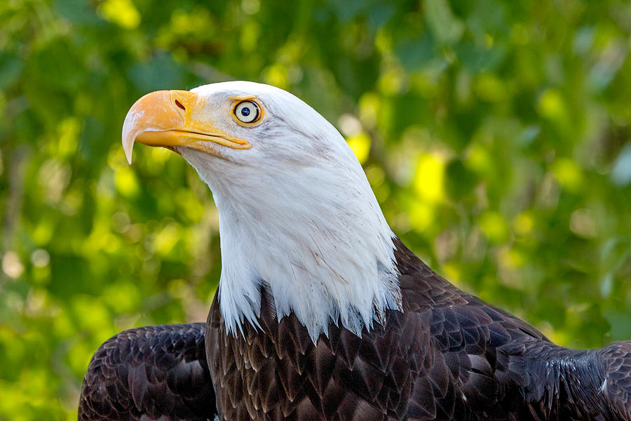 Female Bald Eagle Portrait Photograph by Dawn Key