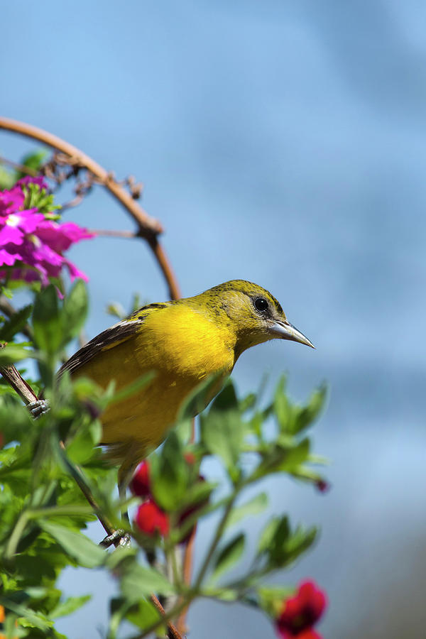 Female Baltimore Oriole in a Flower Basket Photograph by Christina Rollo
