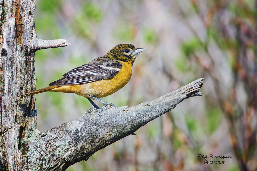 Female Baltimore Oriole Photograph by Peg Runyan