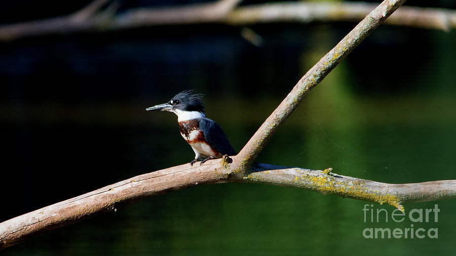 Female Belted Kingfisher Photograph by CJ Park