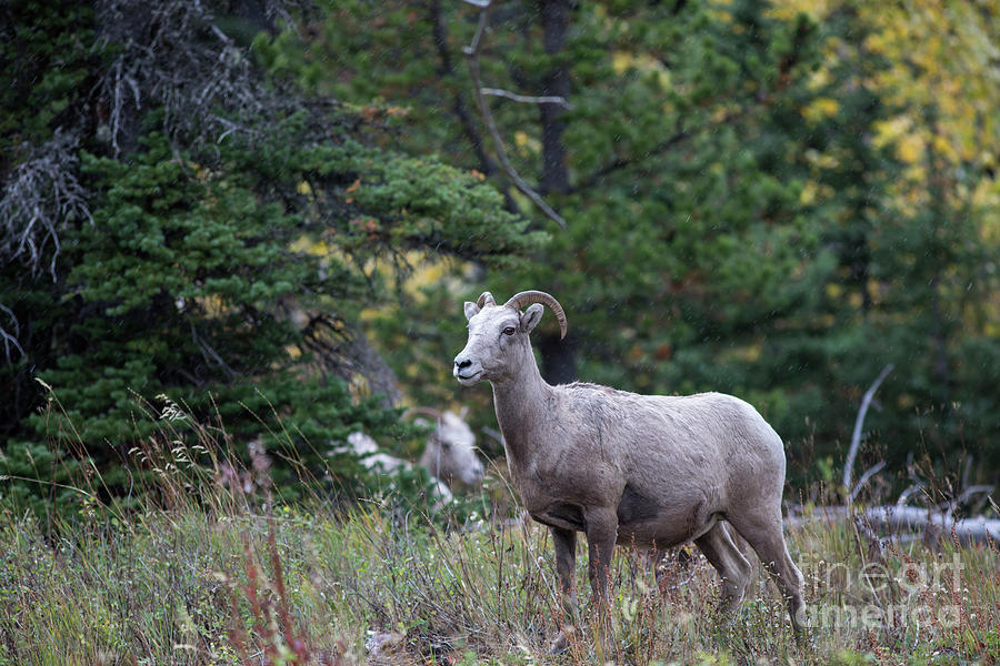 Female Bighorn Sheep in Glacier National Park Photograph by Brandon