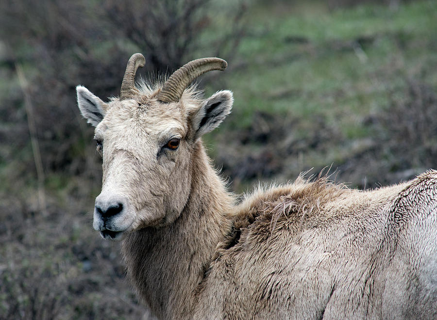 Female Bighorn Sheep Photograph by Rebecca Smith Pixels