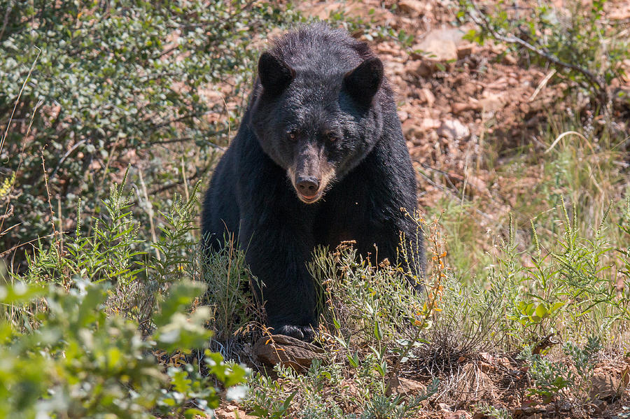 Female Black Bear Keeps Close Watch Photograph by Tony Hake