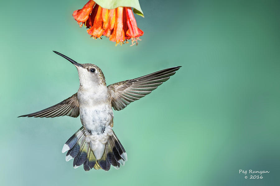 Female Black-Chinned Hummingbird Photograph by Peg Runyan