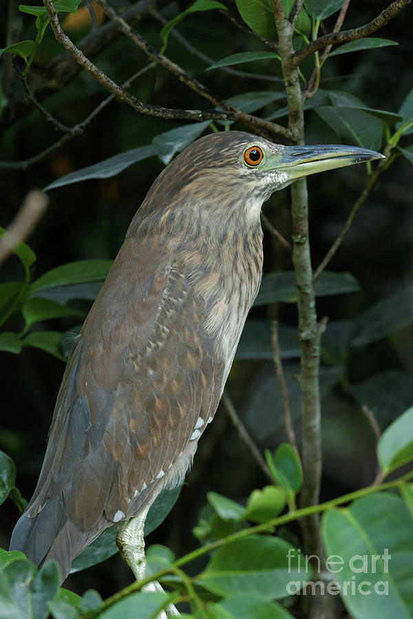 Female Black-Crowned Night Heron Photograph by Natural Focal Point Photography