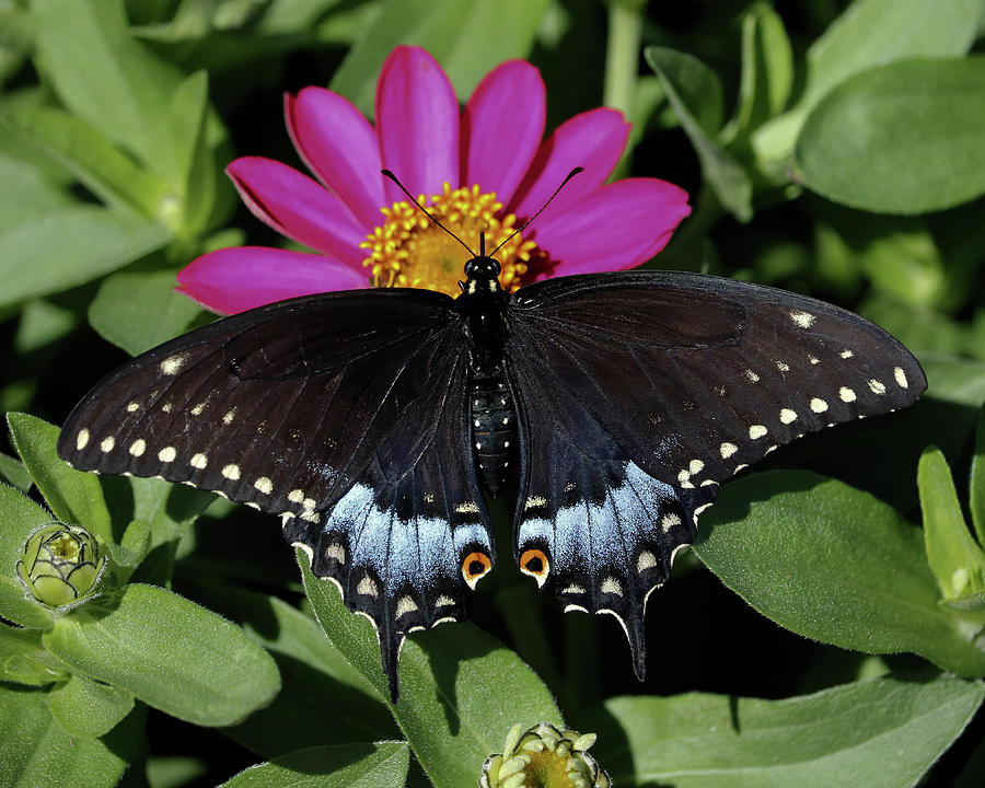 Female Black Swallowtail Photograph by Doris Potter