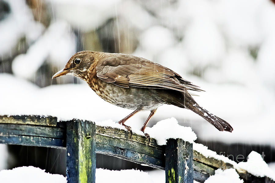 Female Blackbird In The Snow Photograph by Terri Waters