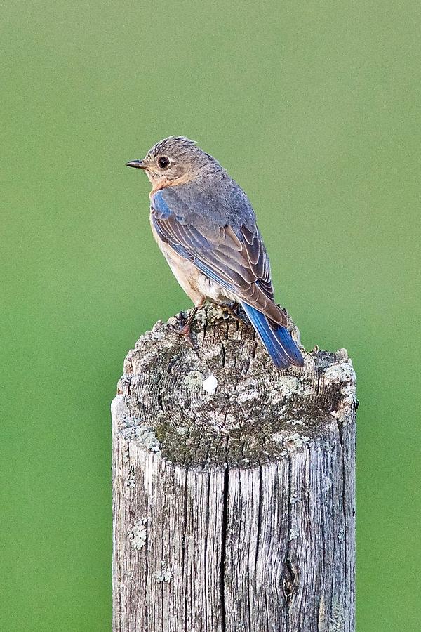 Female Blue Bird Photograph by Michael Peychich
