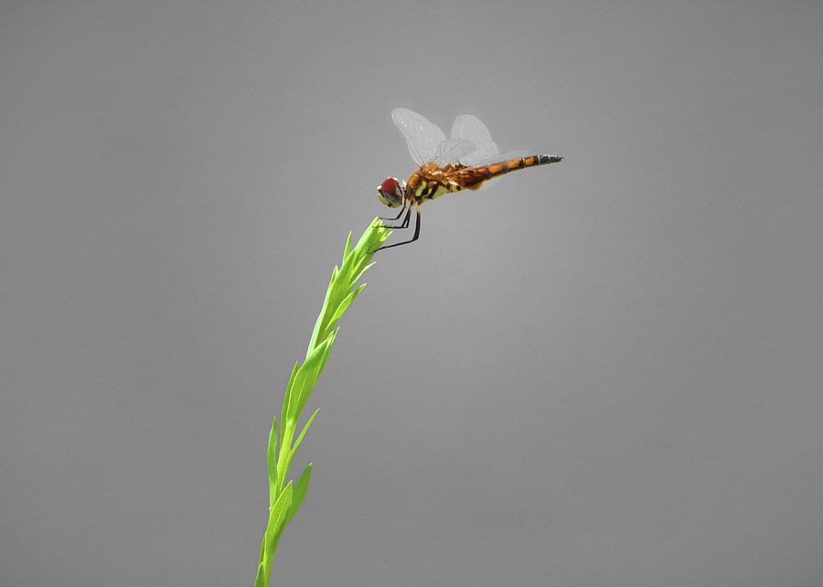 Female Blue Dasher Dragonfly Photograph by Steven Michael