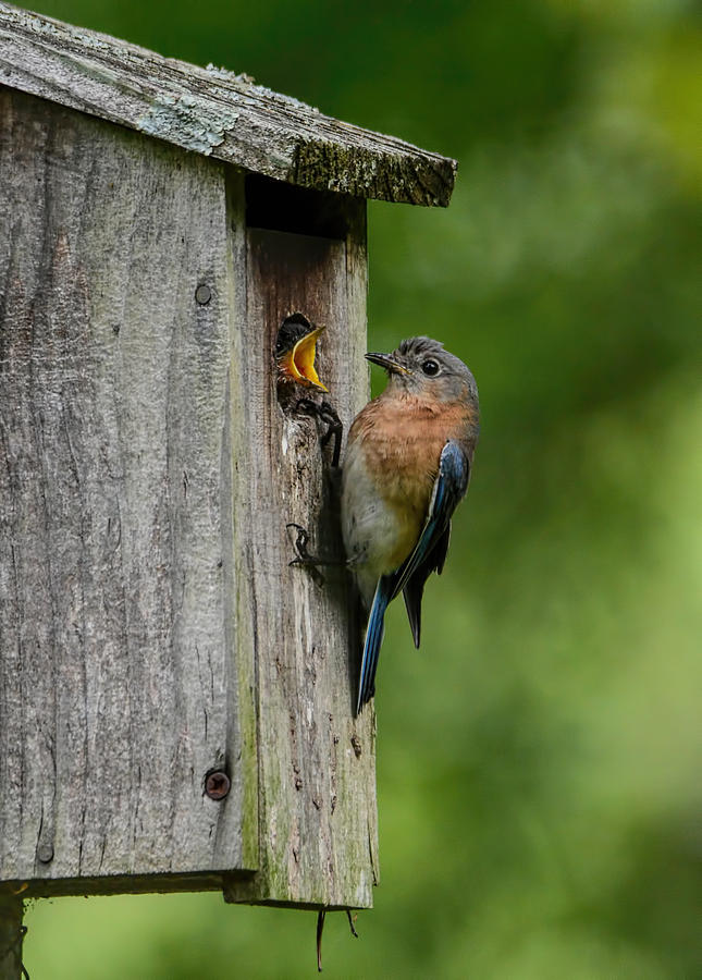 Female Bluebird And Chick 102020154190 Photograph