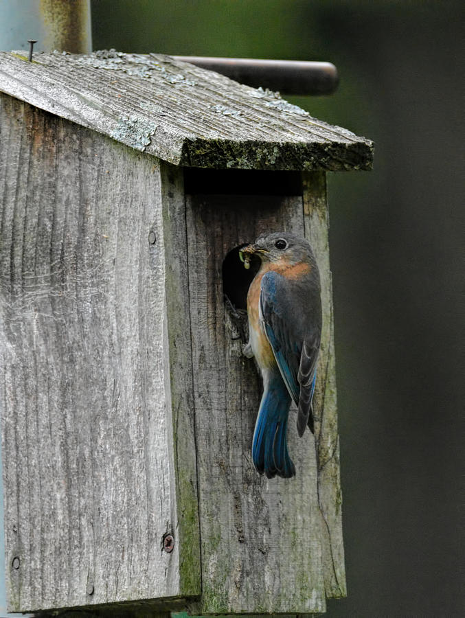 Female Bluebird At Nesting Box 101520156904 Photograph