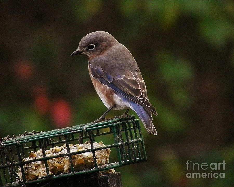 Female Bluebird Photograph by Earl Williams Jr - Fine Art America