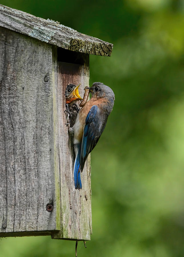 Female Bluebird Feeding Chick 102020154066 Photograph
