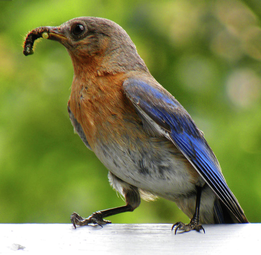 Female Bluebird Feeding Her Brood Photograph by Sandi OReilly