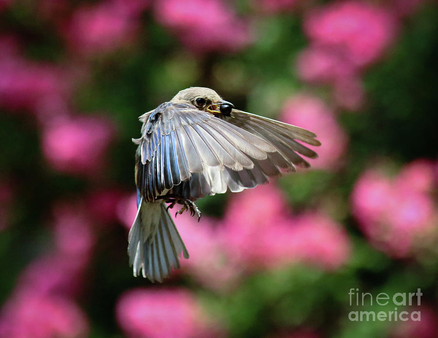 Female Bluebird in Flight Photograph by Douglas Stucky