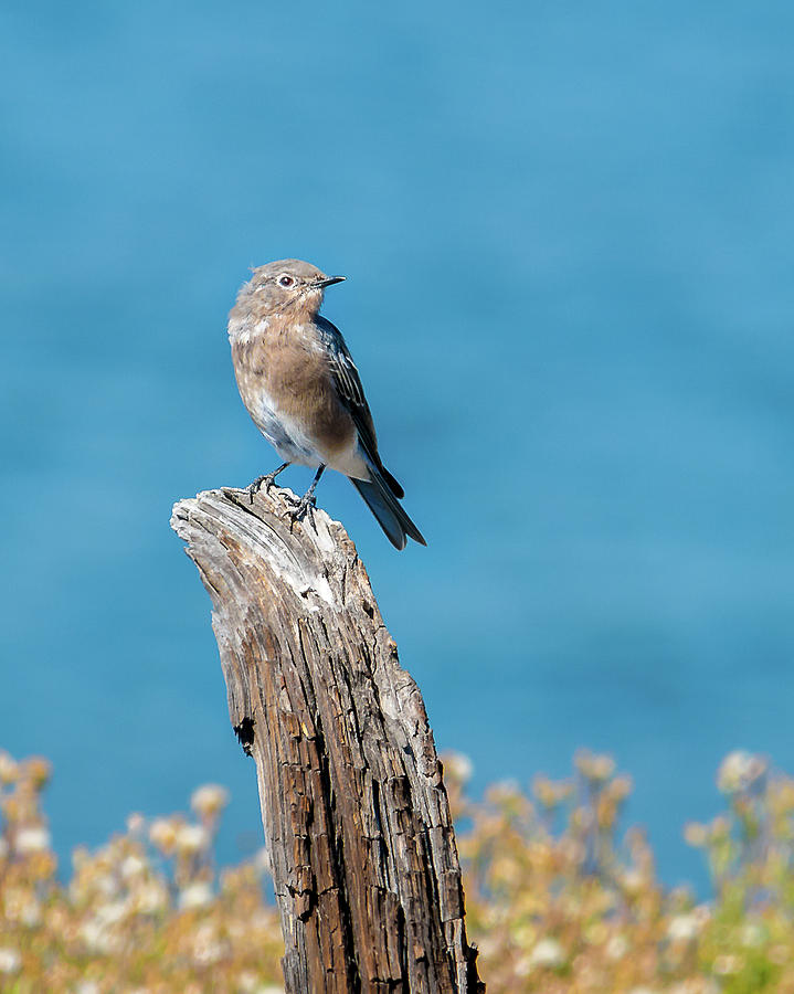 Female Bluebird In Yellowstone Photograph by Yeates Photography