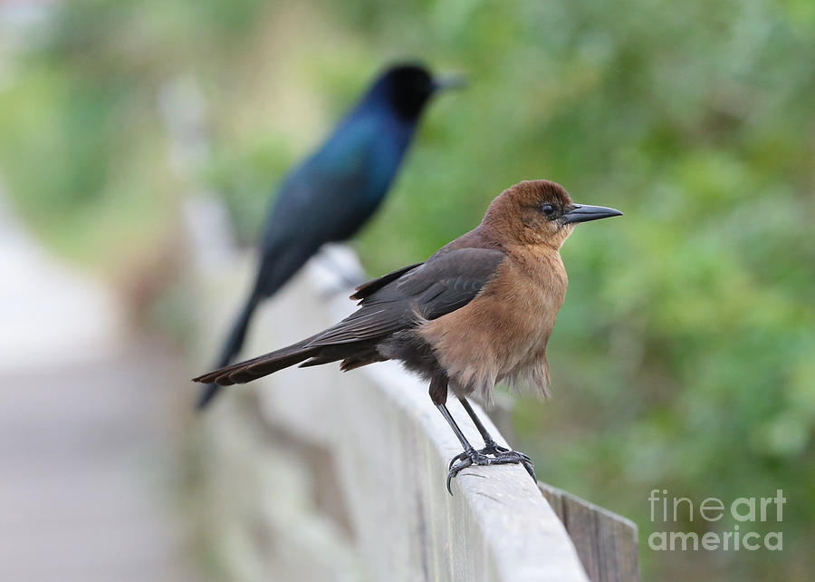 Female Boat-Tailed Grackle Photograph by Carol Groenen