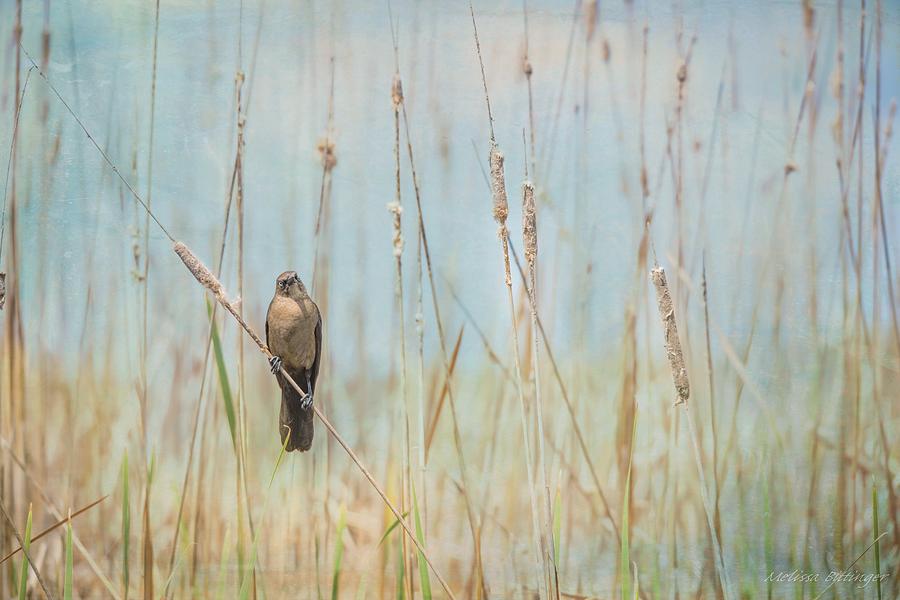 Female Boat-tailed Grackle, Nature Bird with Cattails Landscape Photograph by Melissa Bittinger