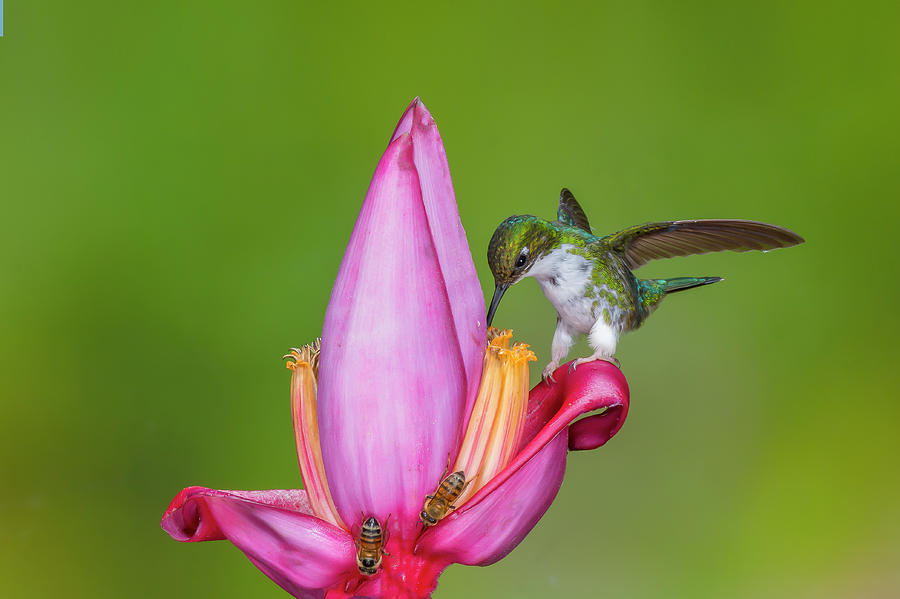Female Booted Racket-tail perched on a banana flower by Jim Frandeen Female Booted Racket-tail perched on a banana flower by Jim Frandeen