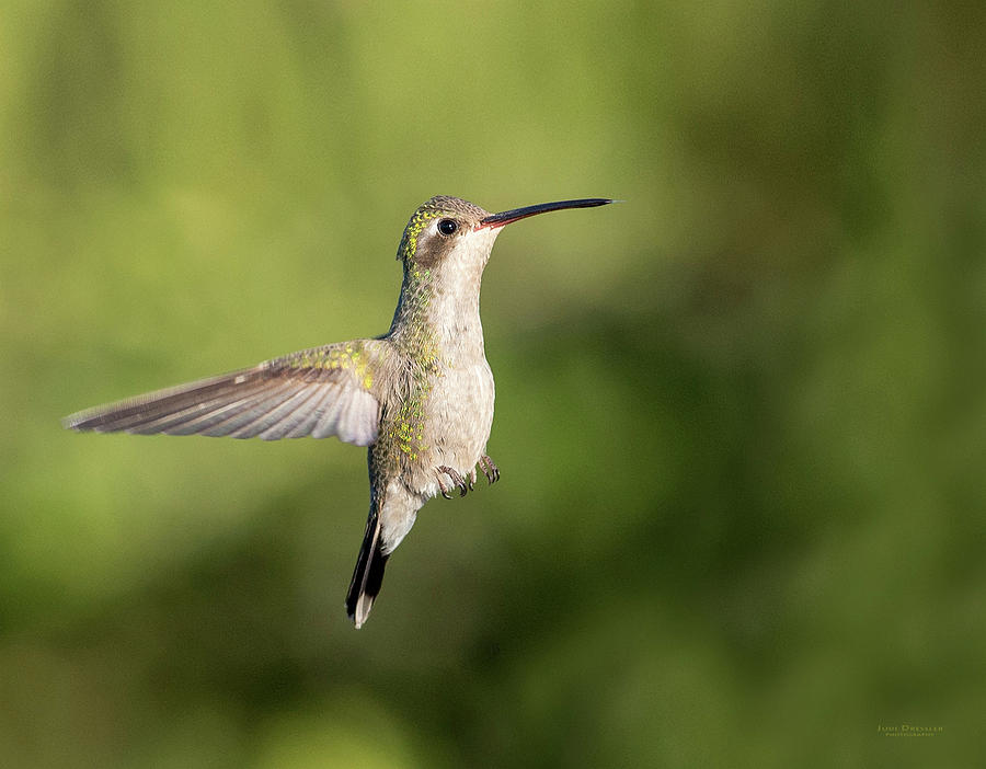 Female Broad-billed Hummingbird Photograph by Judi Dressler