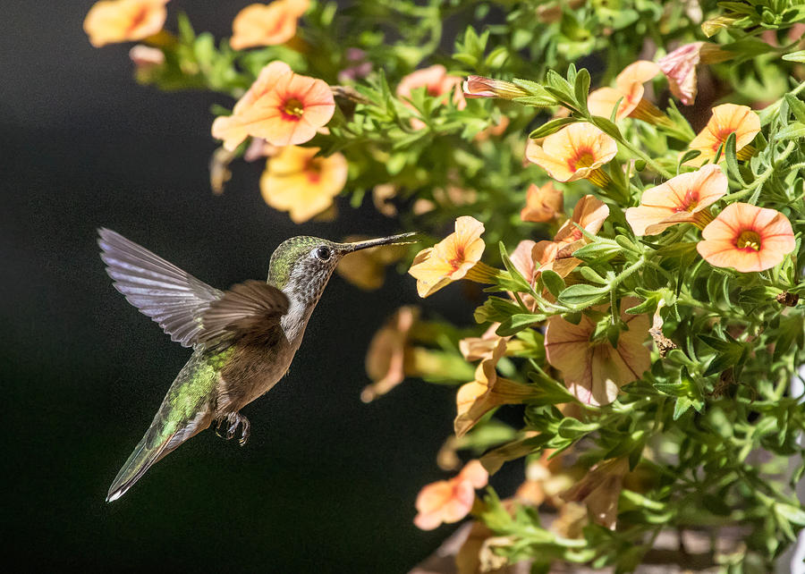 Female Broad-tailed Hummingbird and Orange Miniature Petunias Photograph by Dawn Key