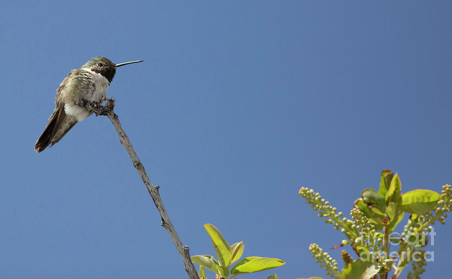 Female Broad-tailed Hummingbird Photograph by Natural Focal Point Photography
