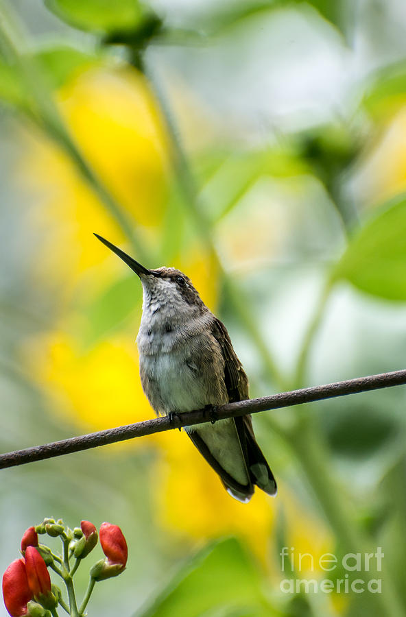 Female Broad-tailed Hummingbird With Sunflowers 2 - Utah Photograph by Gary Whitton