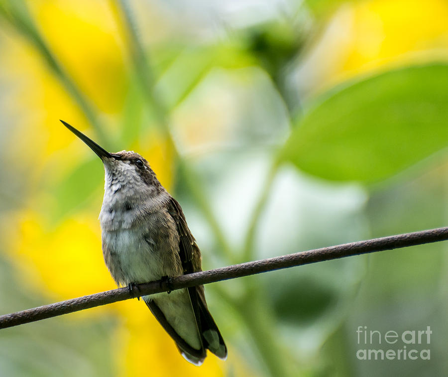 Female Broad-tailed Hummingbird With Sunflowers 3 - Utah Photograph by Gary Whitton