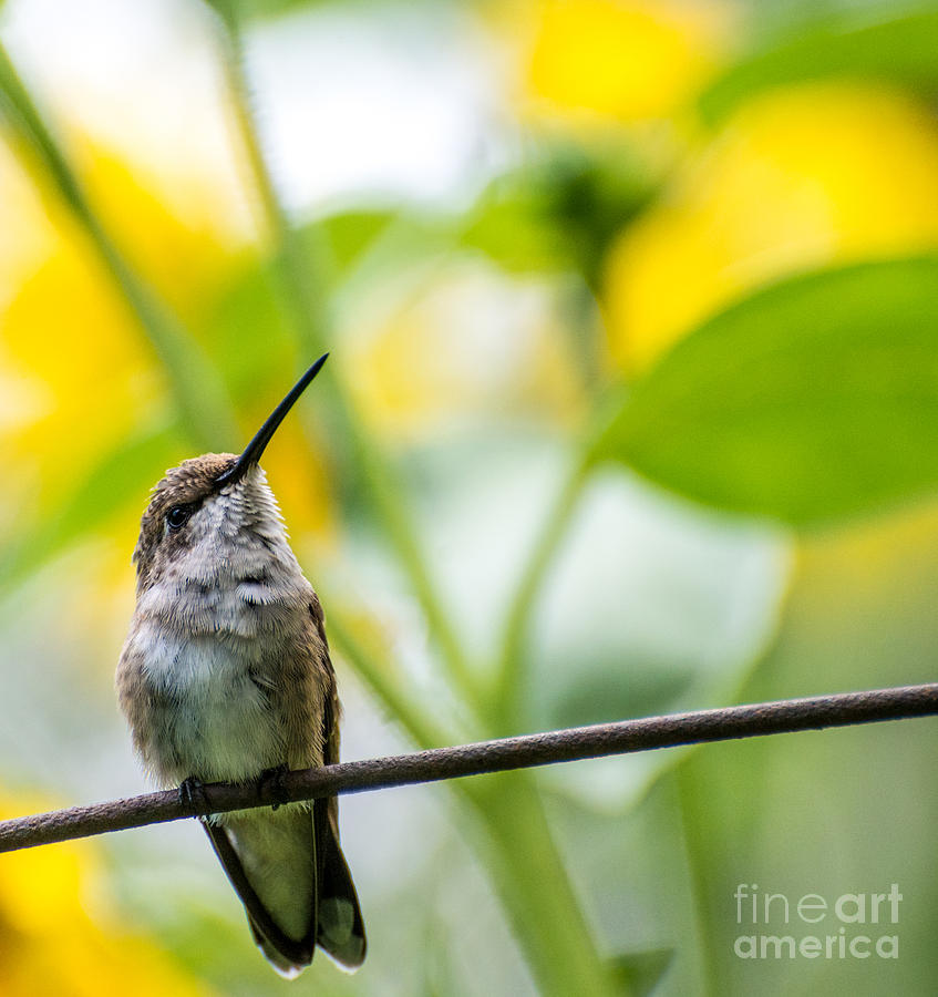 Female Broad-tailed Hummingbird With Sunflowers 4 - Utah Photograph by Gary Whitton