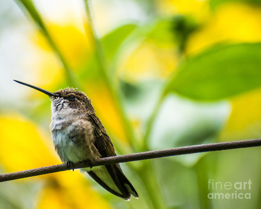 Female Broad-tailed Hummingbird with Sunflowers - Utah Photograph by Gary Whitton