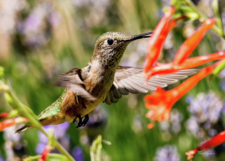 Female Broadtail Humingbird Photograph by Tim Kathka Female Broadtail Humingbird Photograph by Tim Kathka
