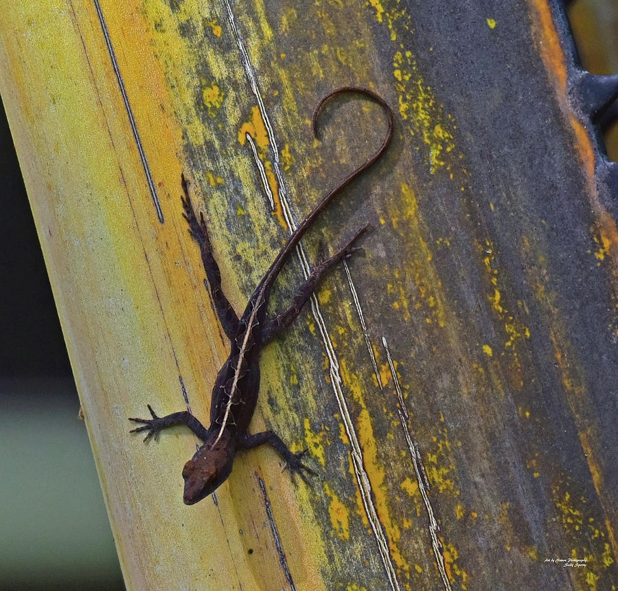 Female Brown Anole Photograph by Sally Sperry