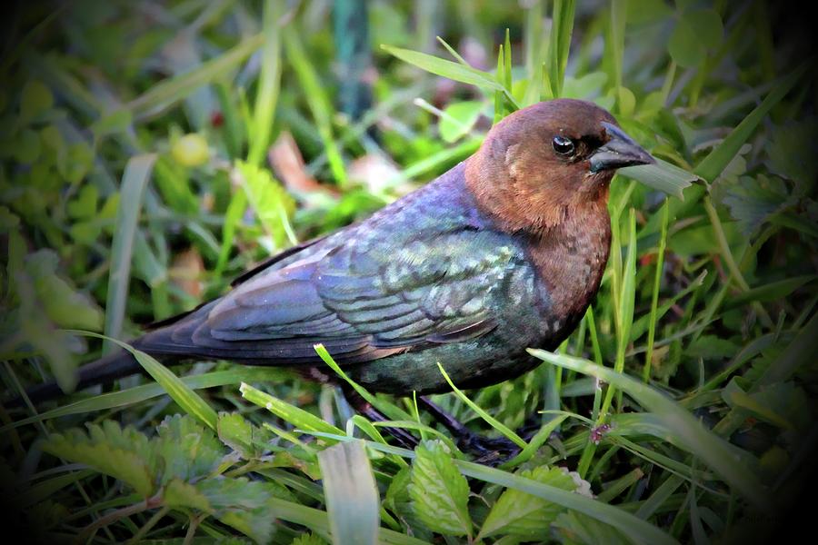 Female Brown-Headed Cowbird Photograph by Ericamaxine Price - Fine Art ...