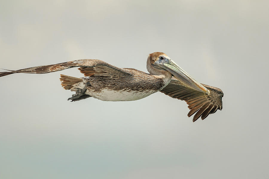 Pelican Photograph - Female Brown Pelican in Flight by Joni Eskridge