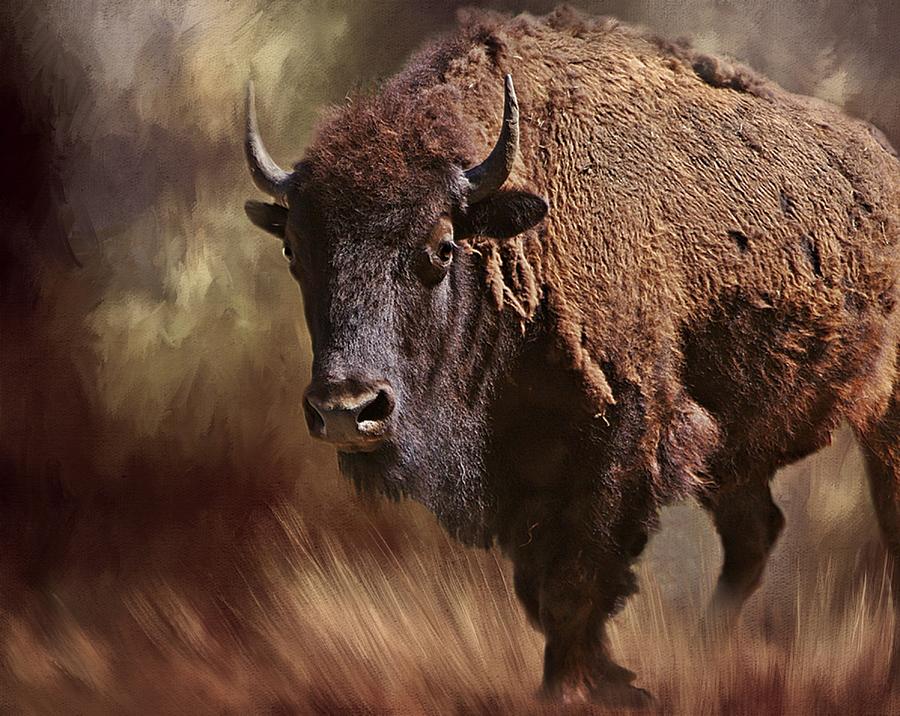 female-buffalo-photograph-by-stephanie-calhoun