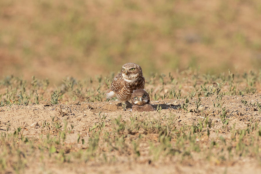 Female Burrowing Owl and Her Owlet Photograph by Tony Hake