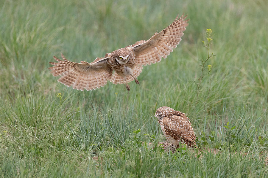 Female Burrowing Owl Flies in to Join its Mate Photograph by Tony Hake